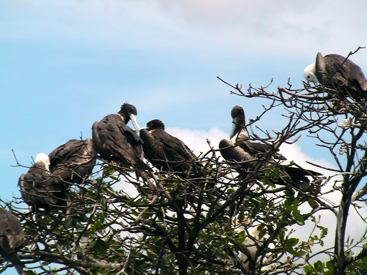 25 - Mangrove 063.jpg